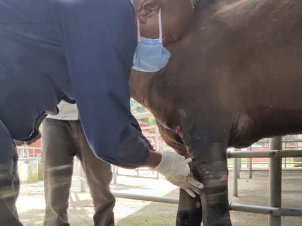 A vet applying treatment to a horses leg.