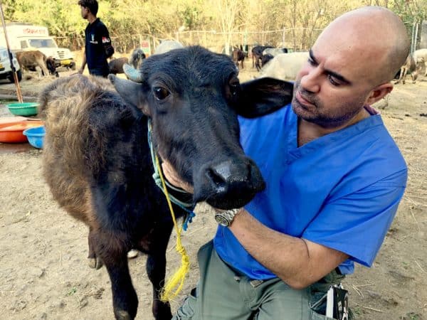 A brown cow with a male vet is holding its face and wearing a bright blue top.
