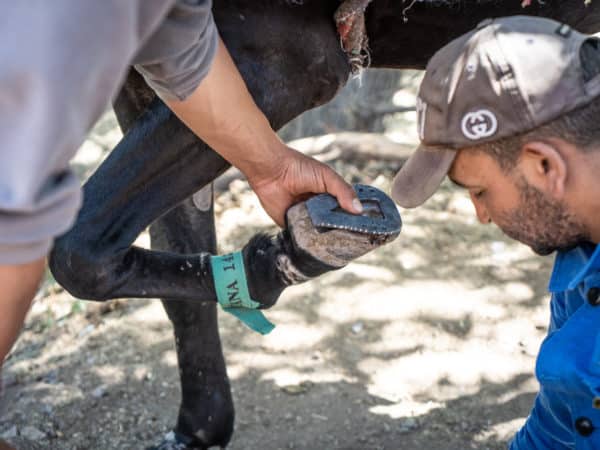 Two vets examining a mules hoof and its new silver shoe.