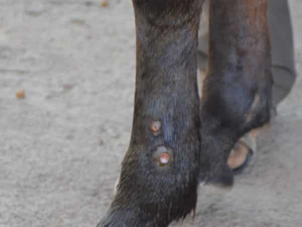 Two small round wounds on a horses leg