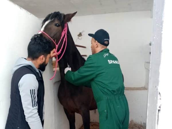 a SPANA veterinary examining a brown horse with another man holding the horse from its harness