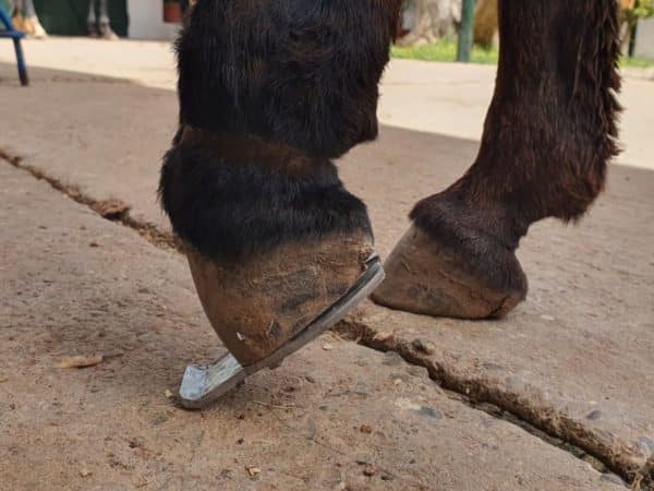 Photo of a donkey's two hooves with one held on an angle with a metal shoe