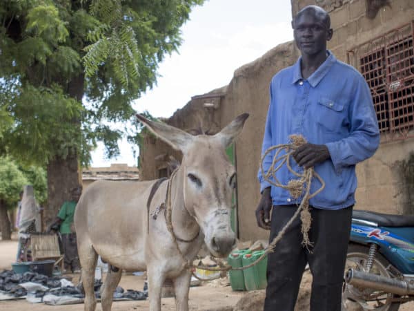 A man in a blue shirt holding a rope harness attached to a light brown donkey.