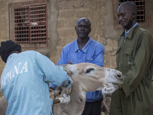 Three men, two holding a light brown donkey and the third in a light blue SPANA coat injecting the donkey in his neck.