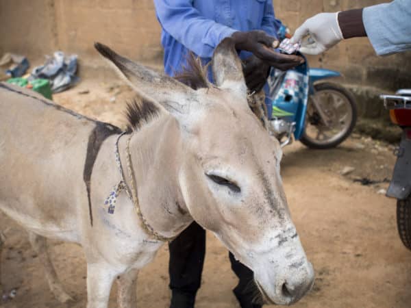 A small light brown donkey on a sandy road with the hands of two people behind it with one handing over tablets.