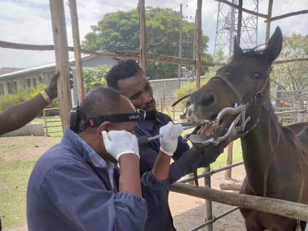 A SPANA vet examining a brown horses mouth using several tools and another man holding the horse.