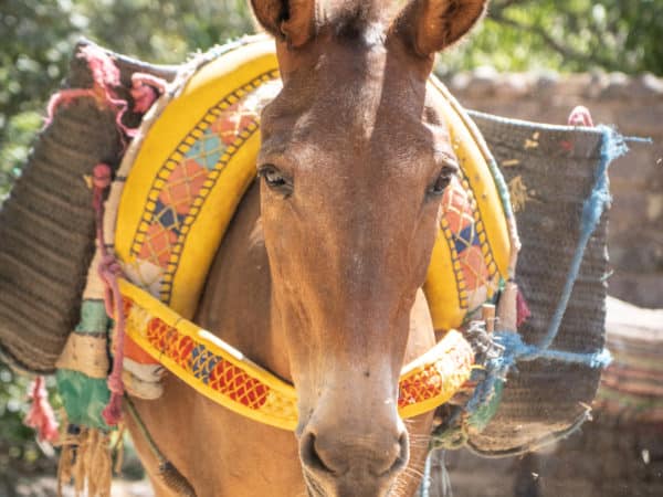 a light brown mule carrying two buckets, one either side of her with a bright yellow harness on her back
