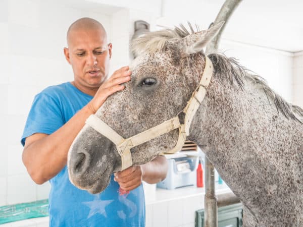 Zoro a grey horse being stroked on his head by a SPANA vet