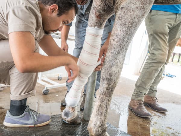 The legs of a grey horse being bandaged up by vets