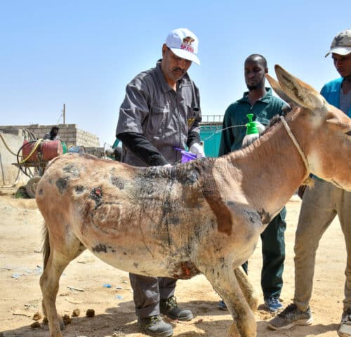 A donkey in Ethiopia with a visible harness wound on its chest.