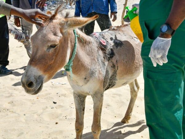 Nourou the donkey with painful harness wounds on his back.
