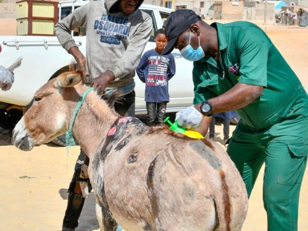 A SPANA veterinarian treats harness wounds on a donkey.