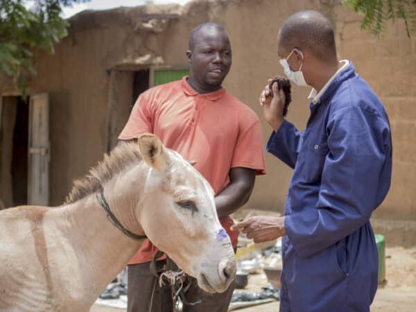 donkey with two men, one wearing an orange top and the other a SPANA vet in dark blue overalls