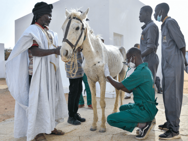 A horse suffering from malnutrition is being treated by SPANA veterinarians. The animal is thin and weak and its ribs are exposed through its skin.