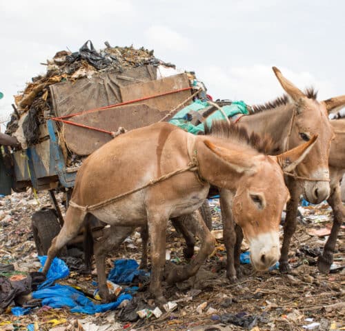 Three working donkeys looking sad and strained as they pull a heavy cart in a Mali rubbish dump.