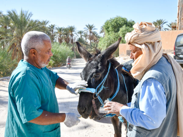 Mule in Tunisia suffering from habronema and harness wounds