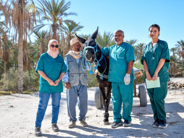 Mule in Tunisia suffering from habronema and harness wounds with SPANA team