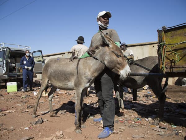 A donkey and his owner in Mali