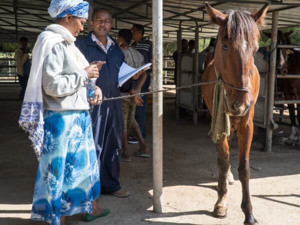 A horse suffering from EZL receives treatment from SPANA vets in Ethiopia