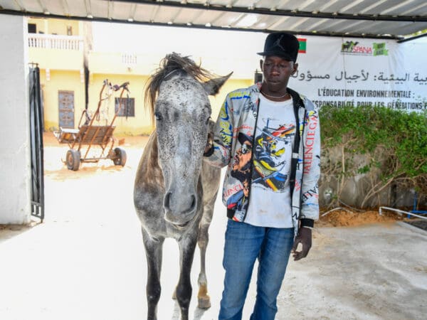 An elderly horse with his owner in Mauritania