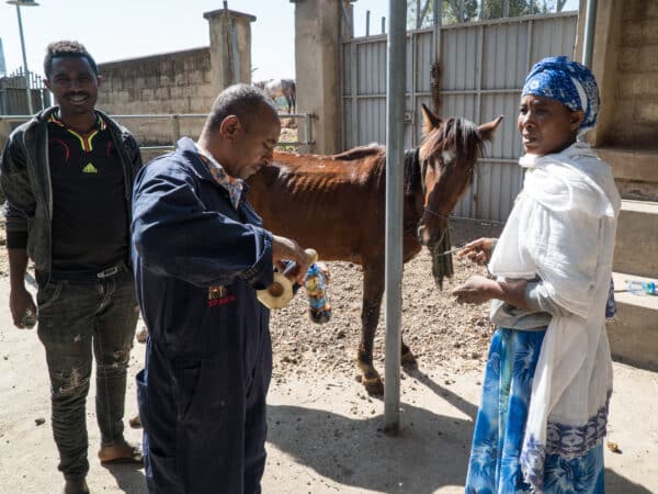 SPANA vets in Ethiopia treat a horse with EZL