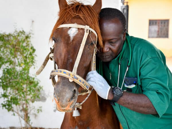 A SPANA vet comforts a horse in Mauritania with a blocked tear duct