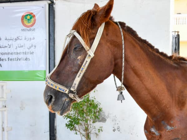 A working horse from Mauritania suffering from a blocked tear duct and conjunctivitis