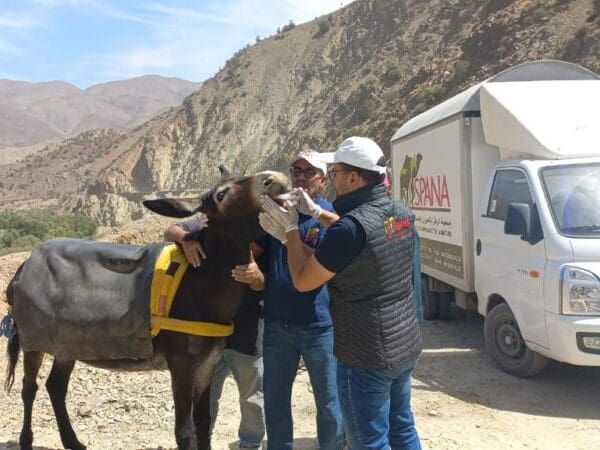 A donkey receives roadwide treatment from SPANA staff after the Moroccan earthquake.