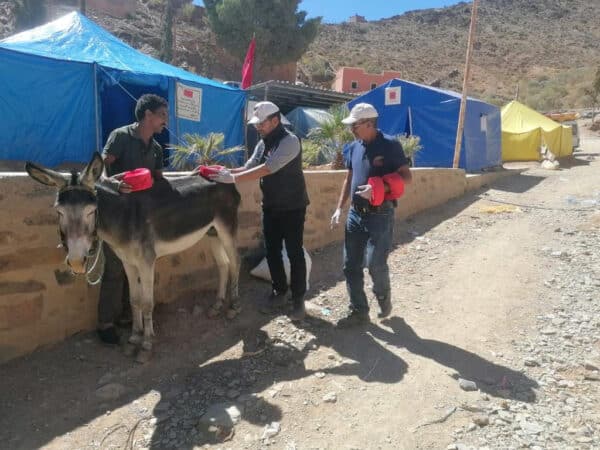 A donkey receives treatment by SPANA vets following the devastating earthquake in Morocco.