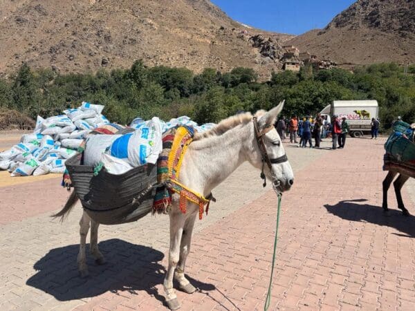 A horse carries feed supplies to distribute to animals affected by the earthquake in Morocco.