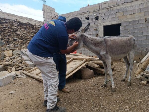 A donkey injured in the Morocco earthquake receives treatment from a SPANA vet.