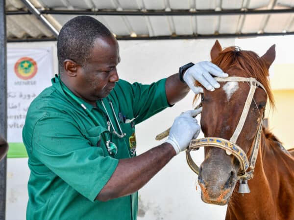 SPANA vets in Mauritania treat a horse with conjunctivitis and a blocked tear duct