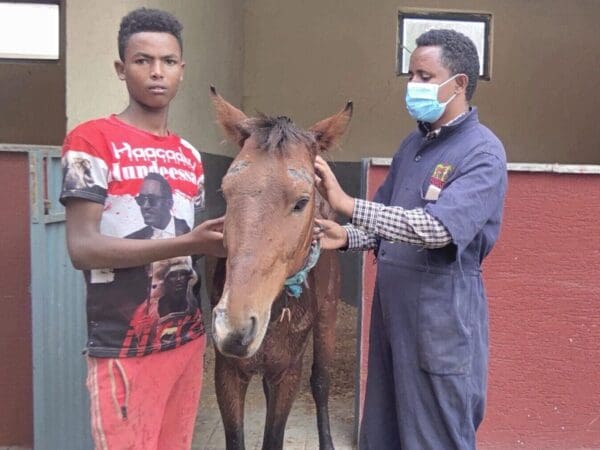 A horse stands next to his young owner and a SPANA vet, after receiving treatment for African Horse Sickness (AHS).