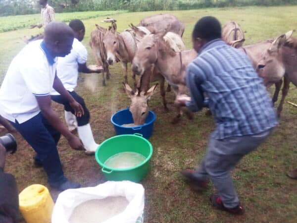 SPANA teams distribute emergency feed to donkeys during the floods in Uganda.