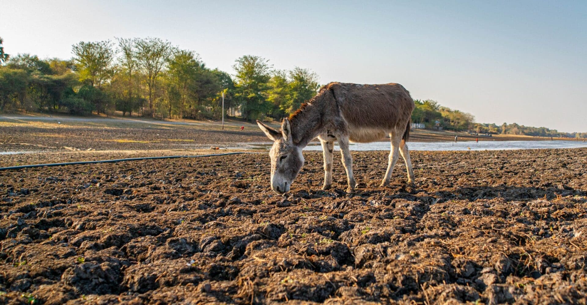 A working donkey grazes on a dry river bed.