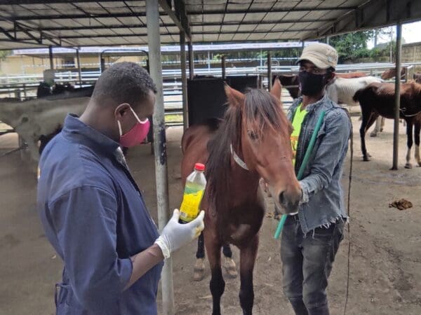 A SPANA vet in Ethiopia treats a working horse suffering from EZL