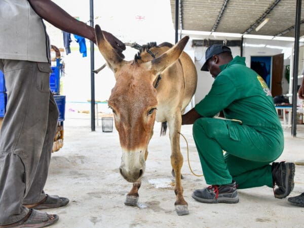 A SPANA vet treats a working donkey suffering from colic