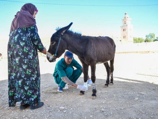 A SPANA vet treats a working donkey with a hobble wound