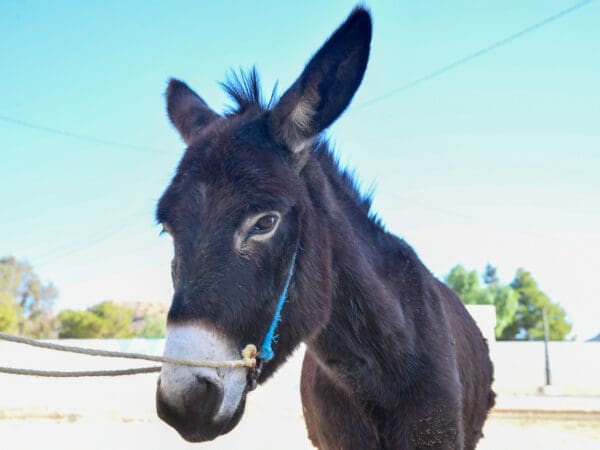 A working donkey from Tunisia visits a SPANA mobile clinic