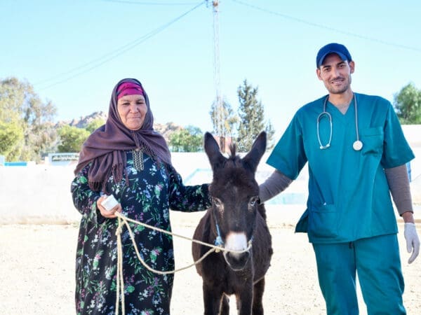 A working donkey is treated by SPANA vets at a mobile clinic in Tunisia