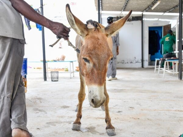 A working donkey suffering from colic is treated by SPANA vets in Mauritania