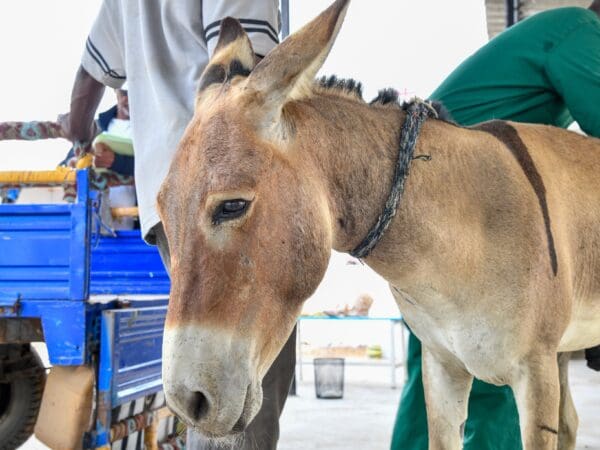 A working donkey with colic after accidentally eating cardboard