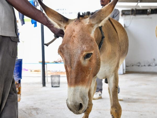 A working donkey with colic in Mauritania