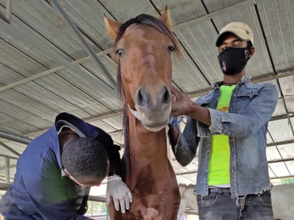 A working horse in Ethiopia is treated by a SPANA vet for EZL