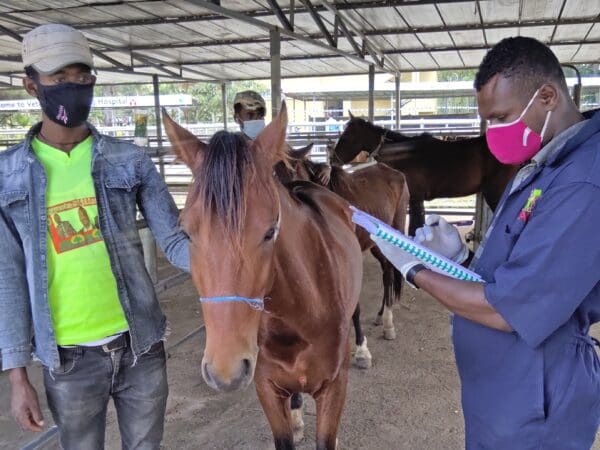 A working horse in Ethiopia is treated for EZL by SPANA vets