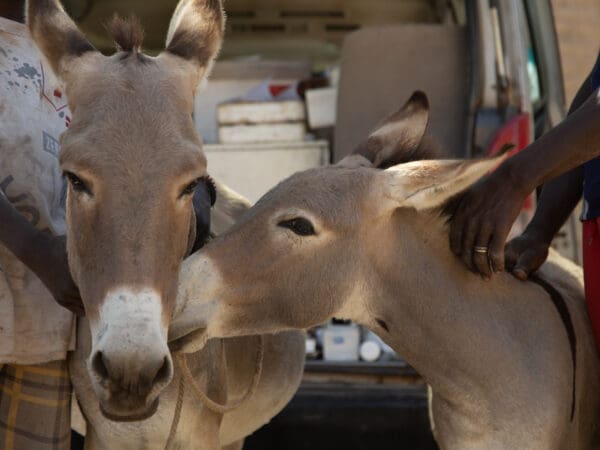 A working donkey and her foal wait patiently for treatment at a SPANA mobile clinic