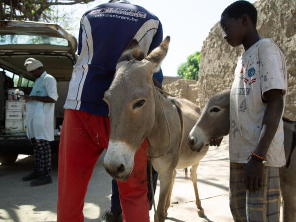 A working donkey receives treatment at a SPANA mobile clinic