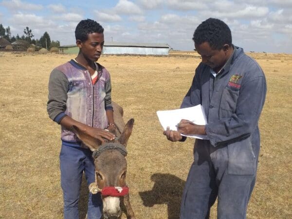 Beletu the donkey posts with his owner and a SPANA vet after being treated for strangles.