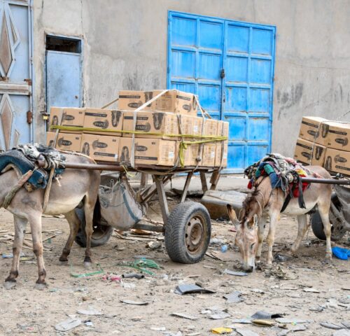 Two working donkeys rummaging for food on plastic-strewn grounds in Mauritania.