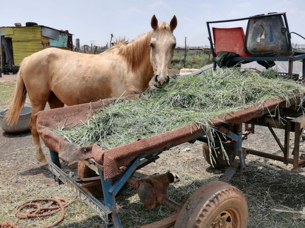 A horse eats nutritious feed from the back of a tractor trolley.